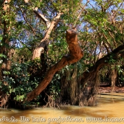 Ratargul Swamp Forest_19